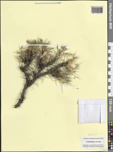 Astragalus, Caucasus, Azerbaijan (K6) (Azerbaijan)