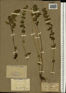 Dracocephalum thymiflorum L., Eastern Europe, Eastern region (E10) (Russia)