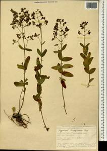 Hypericum lanuginosum Lam., South Asia, South Asia (Asia outside ex-Soviet states and Mongolia) (ASIA) (Turkey)