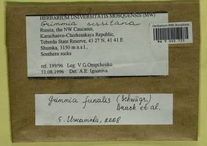 Grimmia funalis (Schwägr.) Bruch & Schimp., Bryophytes, Bryophytes - North Caucasus & Ciscaucasia (B12) (Russia)