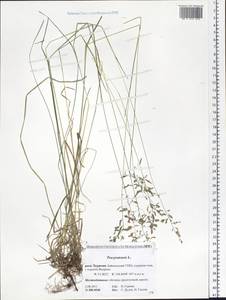 Poa pratensis L., Siberia, Baikal & Transbaikal region (S4) (Russia)