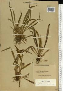 Luzula pilosa (L.) Willd., Eastern Europe, Central forest region (E5) (Russia)