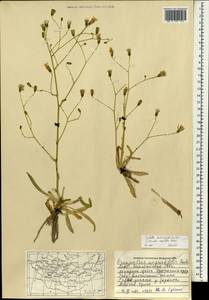 Sonchella dentata (Ledeb.) Sennikov, Mongolia (MONG) (Mongolia)