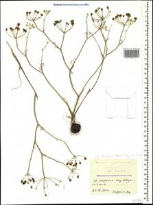 Bunium microcarpum (Boiss.) Freyn & Sint. ex Freyn, Caucasus, Black Sea Shore (from Novorossiysk to Adler) (K3) (Russia)