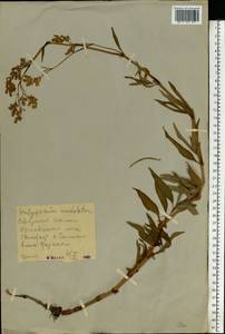 Koenigia alpina (All.) T. M. Schust. & Reveal, Eastern Europe, Central forest-and-steppe region (E6) (Russia)