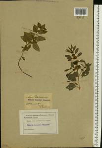 Mentha arvensis L., Eastern Europe, North-Western region (E2) (Russia)