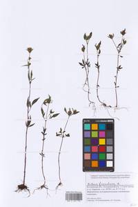 Bidens frondosa L., Eastern Europe, Central forest region (E5) (Russia)