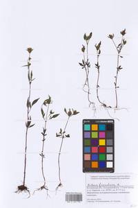 Bidens frondosa L., Eastern Europe, Central forest region (E5) (Russia)