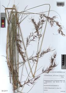 Achnatherum sibiricum (L.) Keng ex Tzvelev, Siberia, Altai & Sayany Mountains (S2) (Russia)