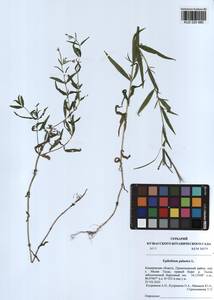 Epilobium palustre L., Siberia, Altai & Sayany Mountains (S2) (Russia)