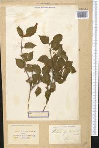 Betula tianschanica Rupr., Middle Asia, Syr-Darian deserts & Kyzylkum (M7) (Uzbekistan)