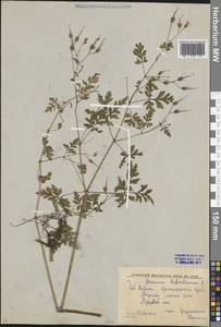 Geranium robertianum L., Caucasus, Krasnodar Krai & Adygea (K1a) (Russia)