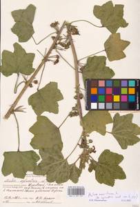 Malva sylvestris var. mauritiana (L.) Boiss., Eastern Europe, Central region (E4) (Russia)