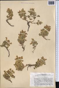 Dracocephalum heterophyllum Benth., Middle Asia, Northern & Central Tian Shan (M4) (Kyrgyzstan)