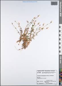 Cerastium beeringianum Cham. & Schltdl., Siberia, Central Siberia (S3) (Russia)