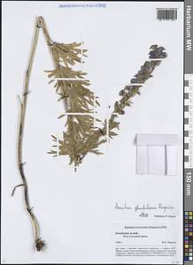 Aconitum glandulosum Rapaics, Siberia, Altai & Sayany Mountains (S2) (Russia)