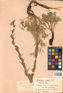 Artemisia marschalliana Spreng., Eastern Europe, Eastern region (E10) (Russia)
