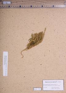 Diphasiastrum alpinum (L.) Holub, Siberia, Altai & Sayany Mountains (S2) (Russia)