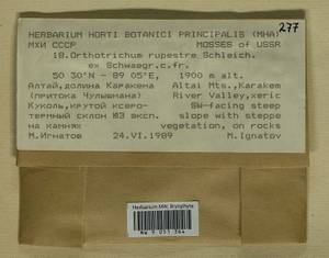 Lewinskya rupestris (Schleich. ex Schwägr.) F. Lara, Garilleti & Goffinet, Bryophytes, Bryophytes - Western Siberia (including Altai) (B15) (Russia)