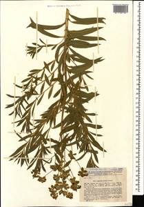 Euphorbia aristata Schmalh., Caucasus, Stavropol Krai, Karachay-Cherkessia & Kabardino-Balkaria (K1b) (Russia)