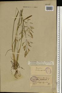 Poa pratensis L., Eastern Europe, North-Western region (E2) (Russia)
