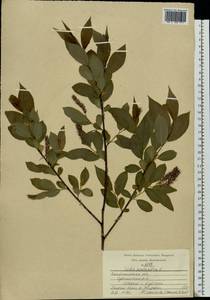 Salix pentandra L., Eastern Europe, Central region (E4) (Russia)