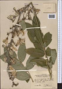 Dictamnus albus L., Middle Asia, Western Tian Shan & Karatau (M3) (Uzbekistan)