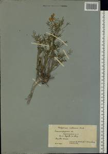 Hedysarum cretaceum DC., Eastern Europe, Lower Volga region (E9) (Russia)