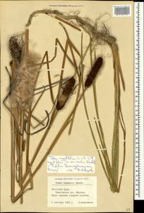 Typha angustifolia L., Crimea (KRYM) (Russia)