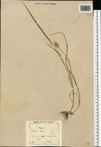 Triticum aestivum L., Eastern Europe, North-Western region (E2) (Russia)