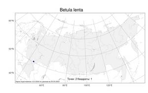 Betula lenta L., Atlas of the Russian Flora (FLORUS) (Russia)