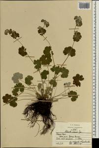 Alchemilla psilomischa Rothm., Caucasus, North Ossetia, Ingushetia & Chechnya (K1c) (Russia)