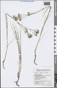 Eremogone longifolia (M. Bieb.) Fenzl, Eastern Europe, Lower Volga region (E9) (Russia)