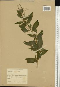 Epilobium roseum Schreb., Eastern Europe, Central region (E4) (Russia)