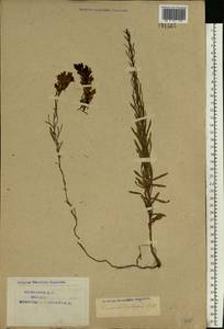 Linaria vulgaris Mill., Eastern Europe, Northern region (E1) (Russia)