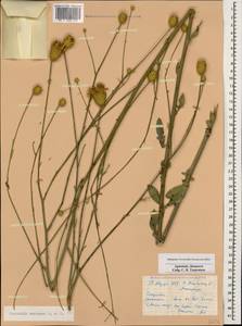 Klasea coriacea (Fisch. & C. A. Mey.) Holub, Caucasus, Armenia (K5) (Armenia)