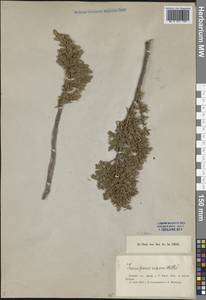 Juniperus communis var. saxatilis Pall., Middle Asia, Dzungarian Alatau & Tarbagatai (M5) (Kazakhstan)