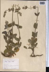 Stachys hissarica Regel, Middle Asia, Pamir & Pamiro-Alai (M2) (Tajikistan)