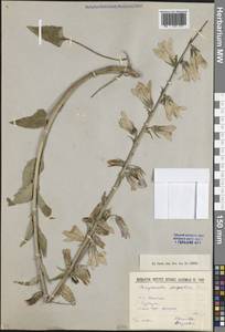Campanula sarmatica Ker Gawl., Caucasus, South Ossetia (K4b) (South Ossetia)