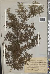 Taxus cuspidata Siebold & Zucc., Siberia, Russian Far East (S6) (Russia)