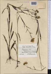 Inula linariifolia Turcz., Siberia, Russian Far East (S6) (Russia)