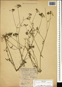 Torilis arvensis subsp. arvensis, Caucasus, Armenia (K5) (Armenia)