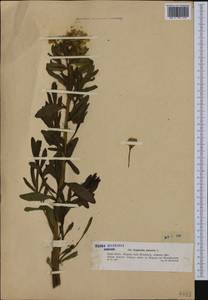 Euphorbia palustris L., Western Europe (EUR) (Poland)