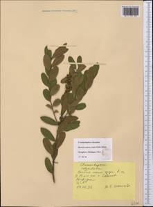 Chamaedaphne calyculata (L.) Moench, America (AMER) (United States)