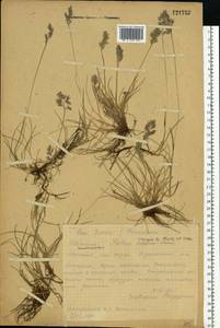 Festuca rubra L., Eastern Europe, Northern region (E1) (Russia)