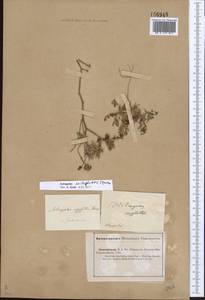 Astragalus oxyglottis Stev. ex M. Bieb., Eastern Europe, Lower Volga region (E9) (Russia)