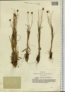 Gagea serotina (L.) Ker Gawl., Siberia, Altai & Sayany Mountains (S2) (Russia)