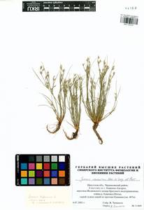 Juncus ranarius Songeon & E. P. Perrier, Siberia, Baikal & Transbaikal region (S4) (Russia)