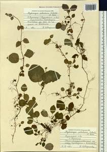 Hydrangea petiolaris Siebold & Zucc., Siberia, Russian Far East (S6) (Russia)