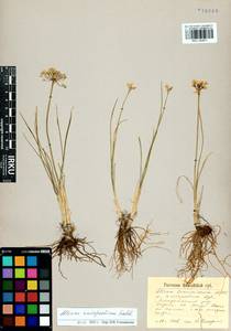 Allium anisopodium Ledeb., Siberia, Altai & Sayany Mountains (S2) (Russia)